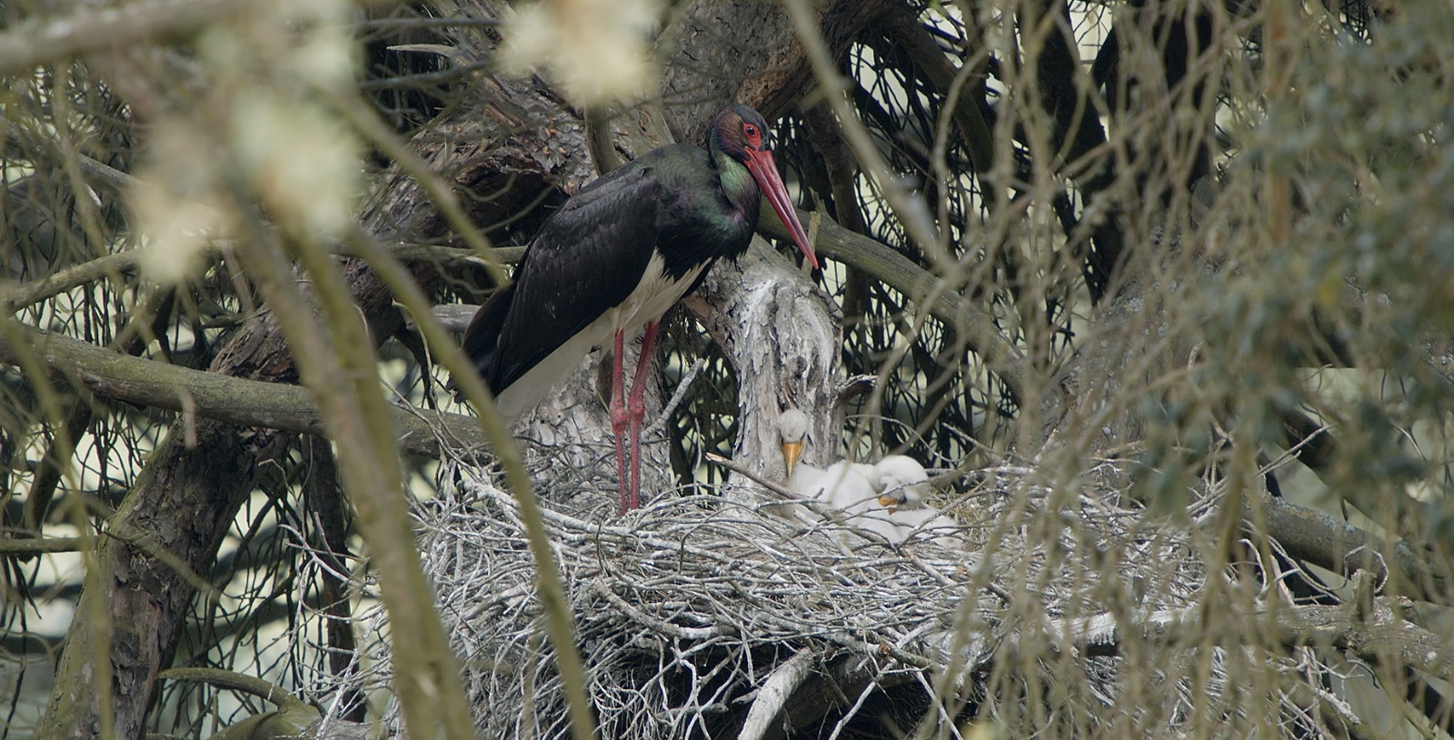 Fauna de la reserva donde está ubicado el corredor biológico